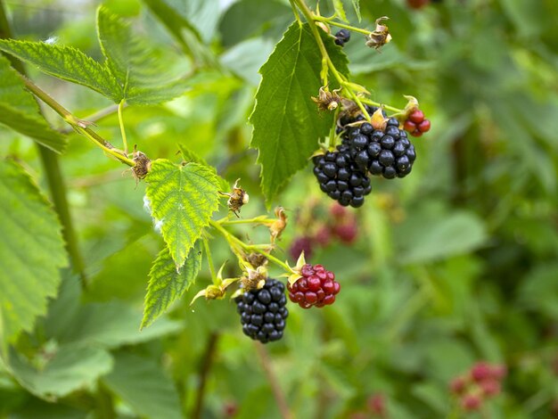 Zwarte framboos gerijpt op een tak Bramenstruik Oogsten in de herfst Lekkere en sappige bes