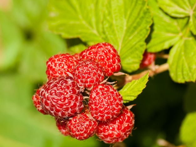 Foto zwarte framboos groeit in de graden.