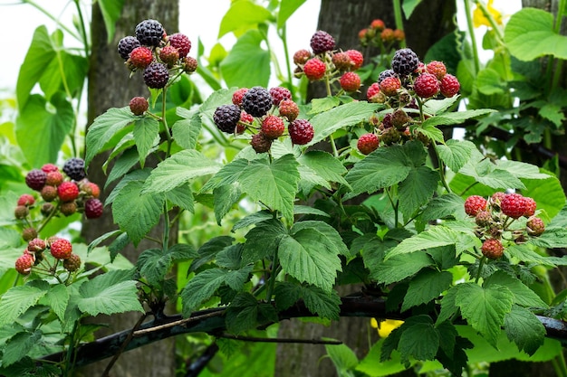 Zwarte frambozen Rubus occidentalis rijpen op de tak in de tuin