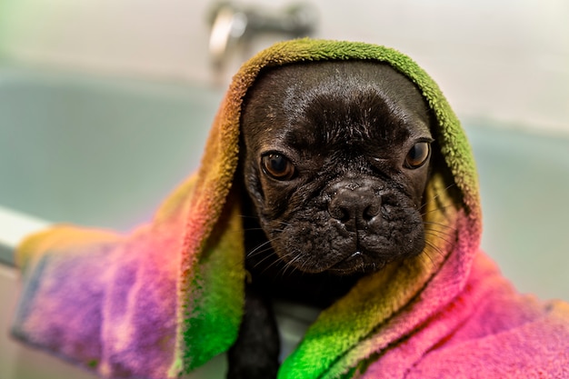 Zwarte Franse bulldog na bad met regenboog handdoek