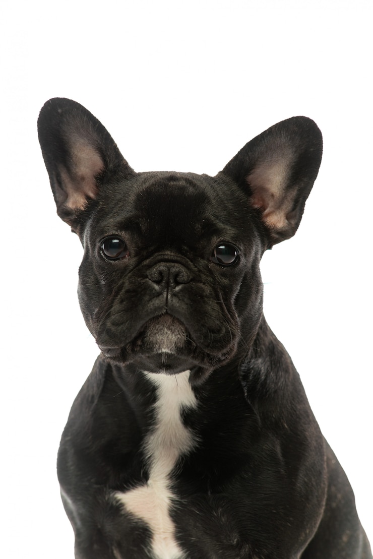 Foto zwarte franse bulldog. portret van een hond.