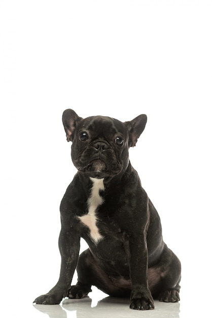 Zwarte Franse bulldog. Portret van een hond.