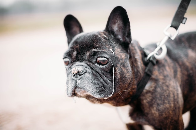 zwarte franse bulldog wandelen bij koud weer