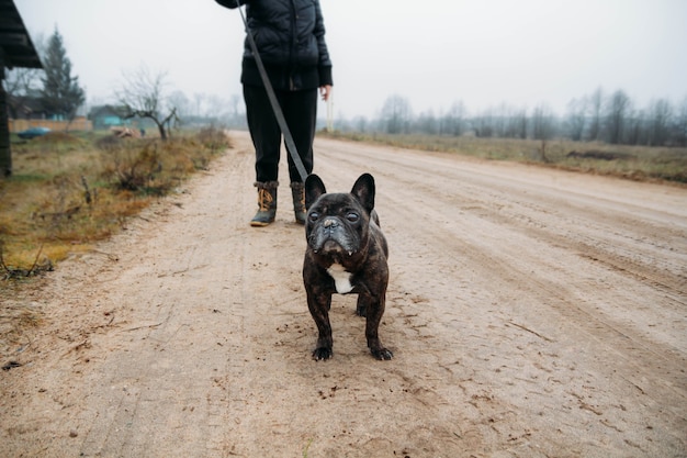 zwarte franse bulldog wandelen bij koud weer