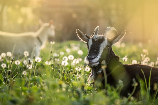 Zwarte geit op gras Zwarte binnenlandse geit Binnenlandse geit die op de boerderij staat, lijkt op het Oekraïense plattelandsleven