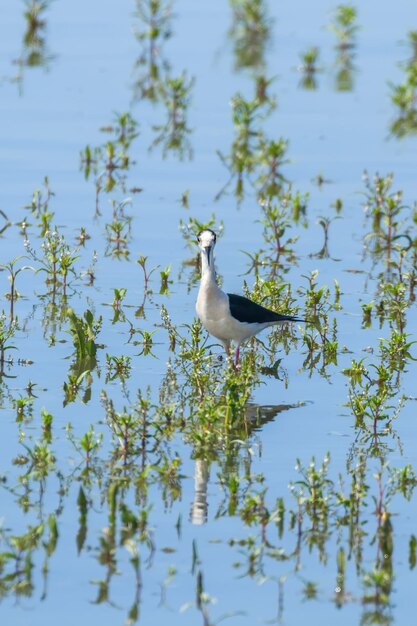 Zwarte gevleugelde steltloper in het water (Himantopus himantopus) Steltloper van de steltloper