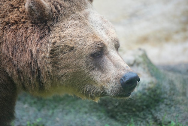 Zwarte grizzlyberen close-up portret