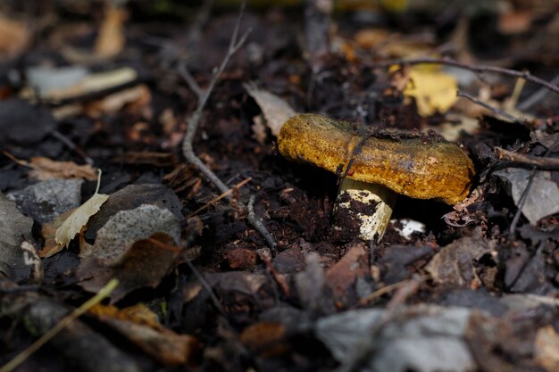 Zwarte gruzd groeit in de herfst in het bos close-up