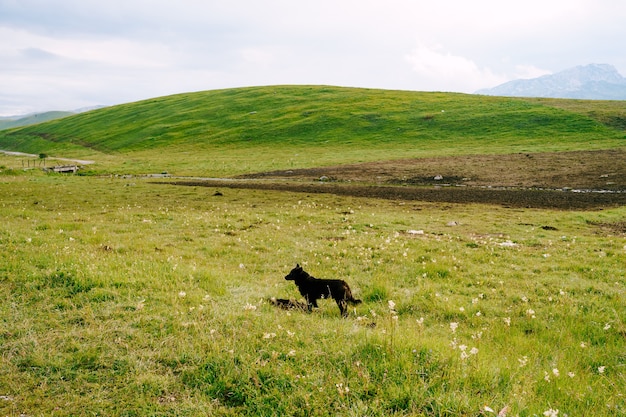 Zwarte hoedende rashond staande op het gras in de buurt van de heuvel