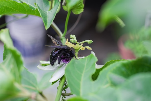 Zwarte hommel bestuivende passievruchtbloem, pauloensis zwarte manganga of paramo hommel