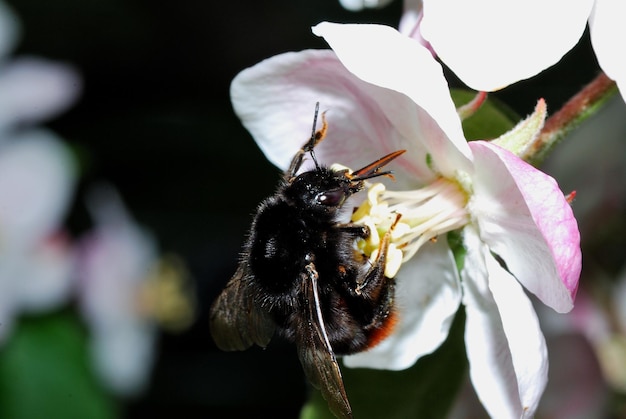 Zwarte hommel op bloem