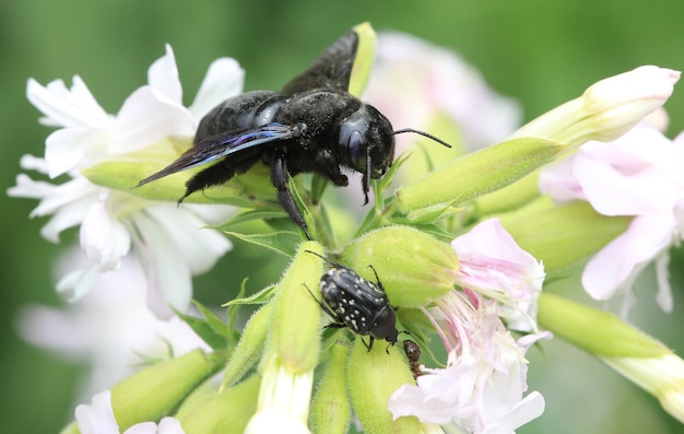 zwarte hommel op een bloem