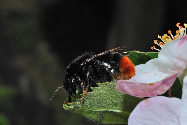 Zwarte hommel