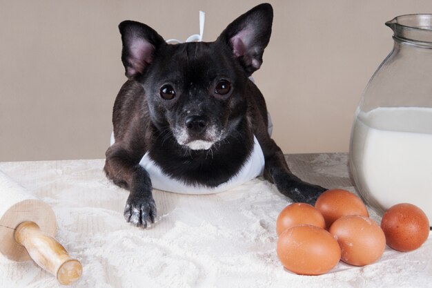 Zwarte hond chihuahua koken in de keuken Koken voeding en Pasen Concept