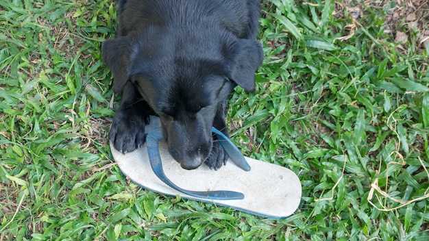 Zwarte hond die een witte pantoffel bijt