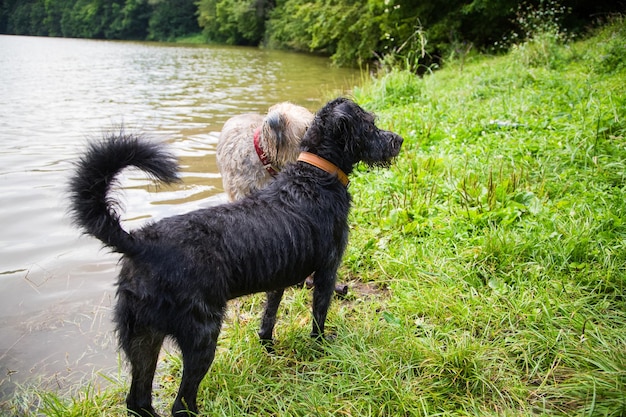 Foto zwarte hond die in het gras staat.