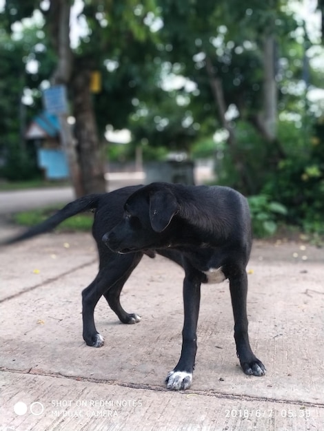 Foto zwarte hond die op het voetpad staat