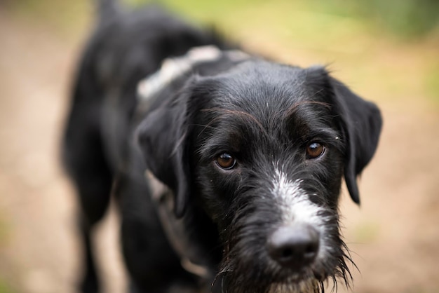 Zwarte hond die recht omhoog kijkt