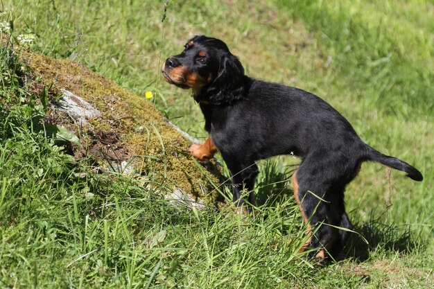 Foto zwarte hond die wegkijkt op het veld