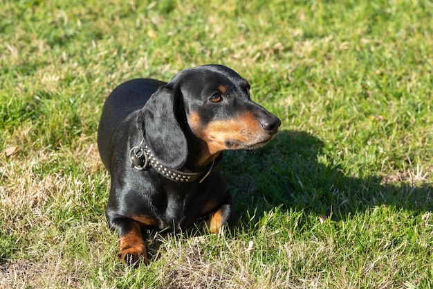 Foto zwarte hond die wegkijkt op het veld