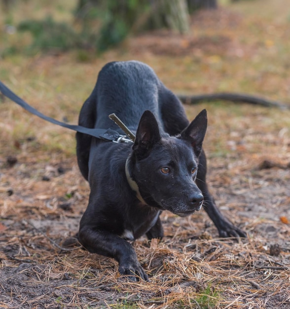 Zwarte hond die wegkijkt op het veld