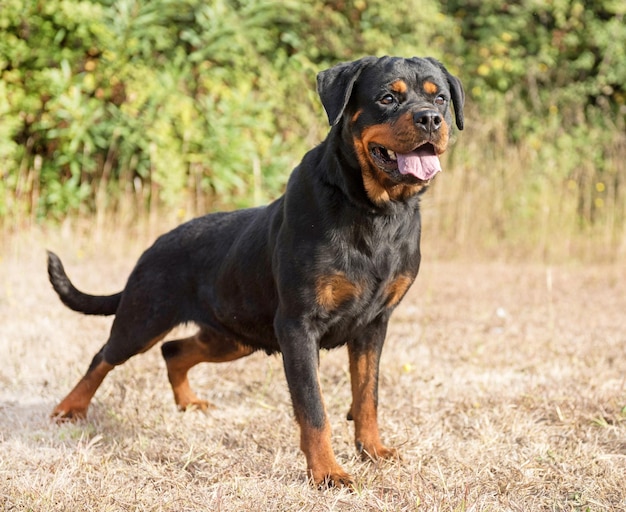 Zwarte hond die wegkijkt.