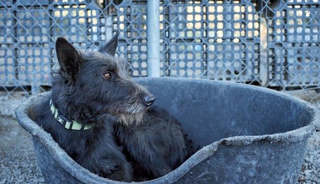 Foto zwarte hond die wegkijkt.