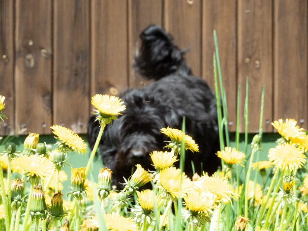 Zwarte hond en paardenbloem