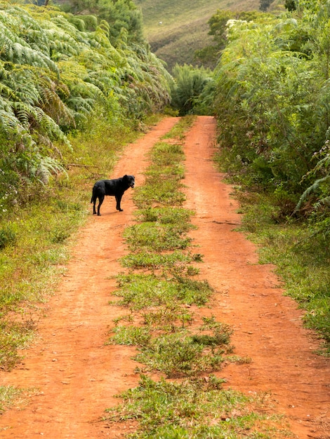 Zwarte hond in een onverharde landelijke weg