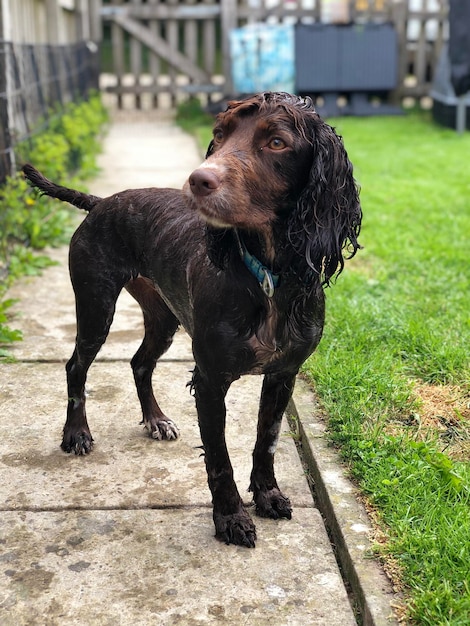 Foto zwarte hond kijkt weg op het veld.