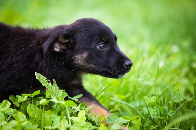 Zwarte hond kijkt weg op het veld.