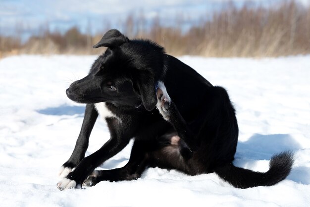 Zwarte hond krabt zich achter het oor terwijl hij in de witte sneeuw zit