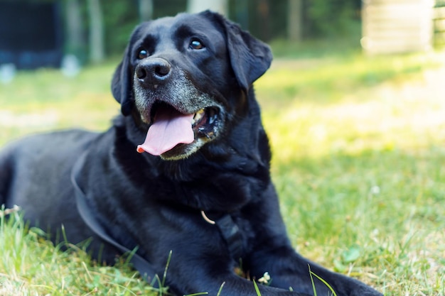 Zwarte hond Labrador Retriever ligt met zijn tong uit op groen gras tegen de achtergrond van het inbouwen van zonnestralen