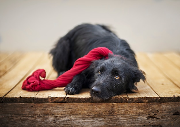 Zwarte hond met een sjaal