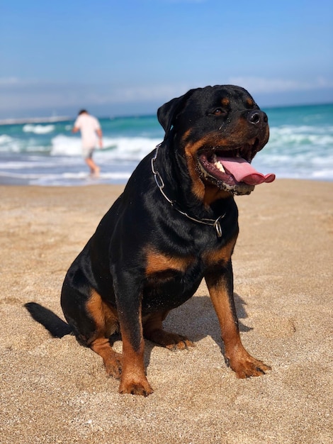 Zwarte hond op het strand.