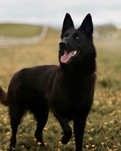 Foto zwarte hond op het veld