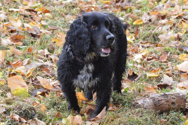 Foto zwarte hond op het veld