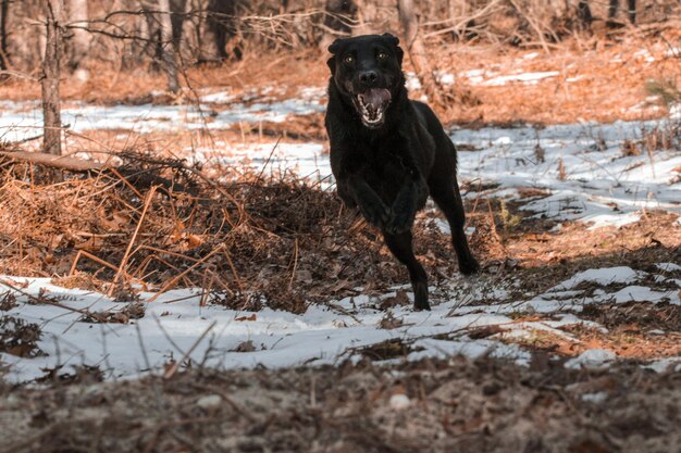 Foto zwarte hond op sneeuw.