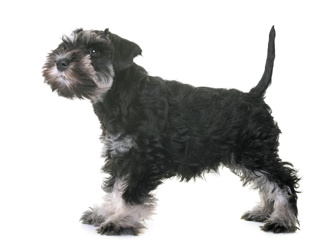 Zwarte hond op witte achtergrond