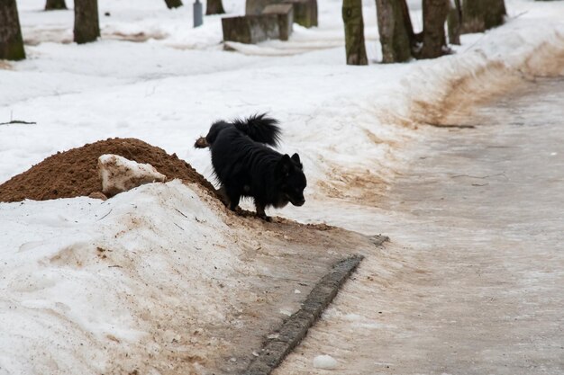 Zwarte hond pist in de sneeuw in de winter