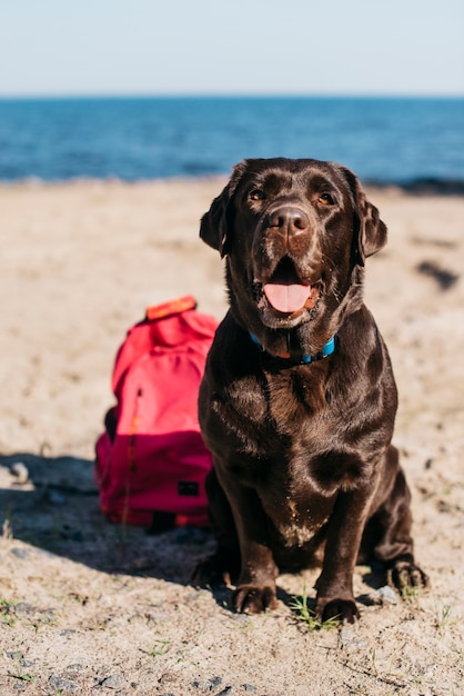 Zwarte hond plezier op het strand