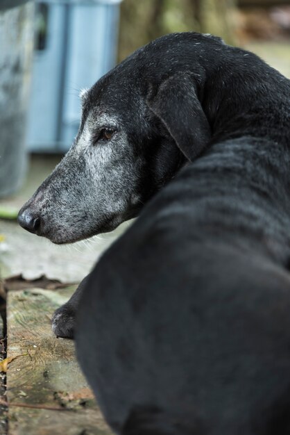 Zwarte hond, slaperig