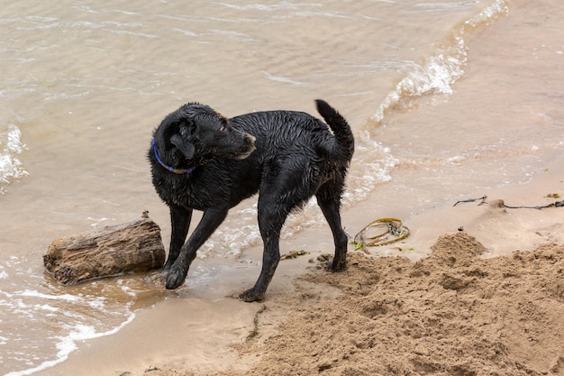 Zwarte hond speelt met een logboek