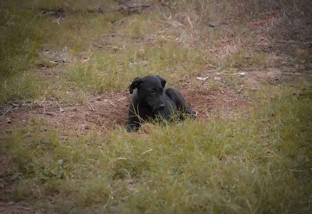 Zwarte hond zit in het park