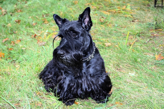 Foto zwarte hond zit op het gras.