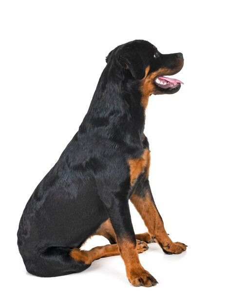 Zwarte hond zit tegen een witte achtergrond