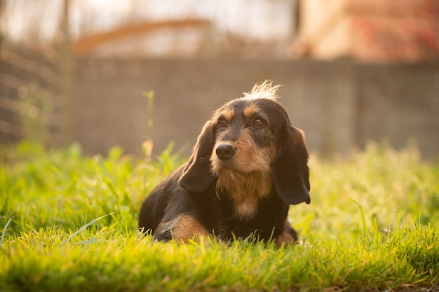 Zwarte hondenhond die in het gebied rust