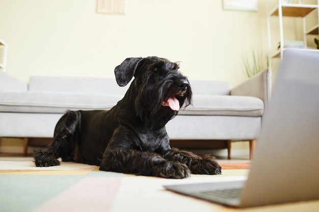 Zwarte huisschnauzer steekt zijn tong uit liggend op de vloer en kijkt naar film op laptop standin