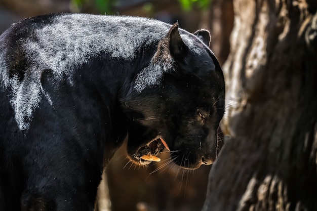 Zwarte Jaguar