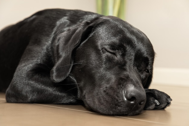 Zwarte jonge labrador slapen op de vloer